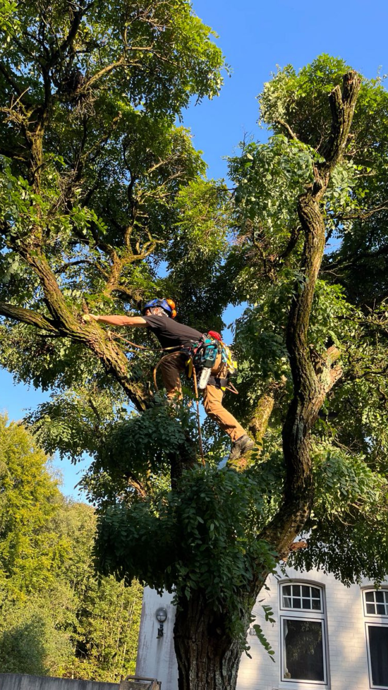 Baumpfleger in der Baumkrone