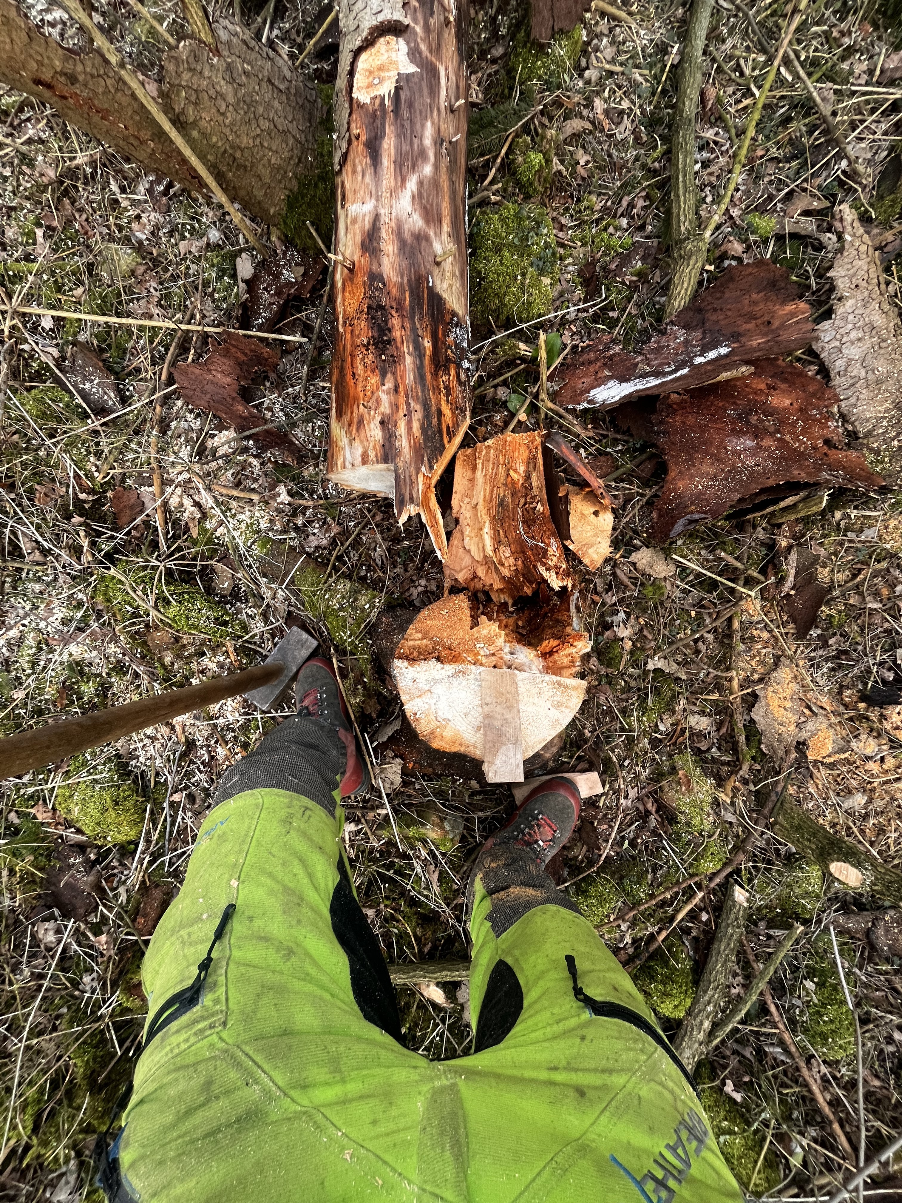 Baumfällung – morscher Stamm am Boden