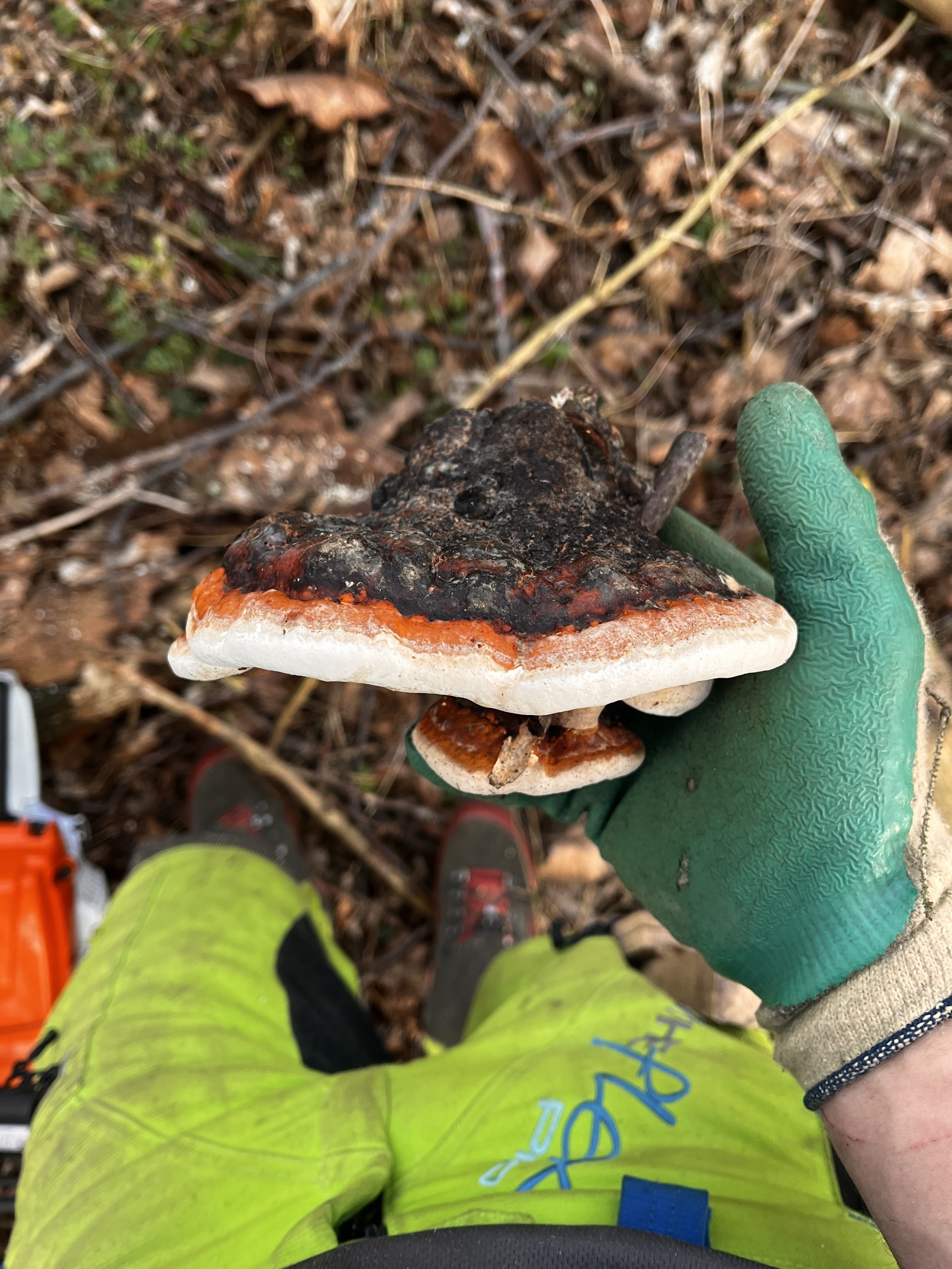 Baumkontrolle – Pilzbefall erkennen