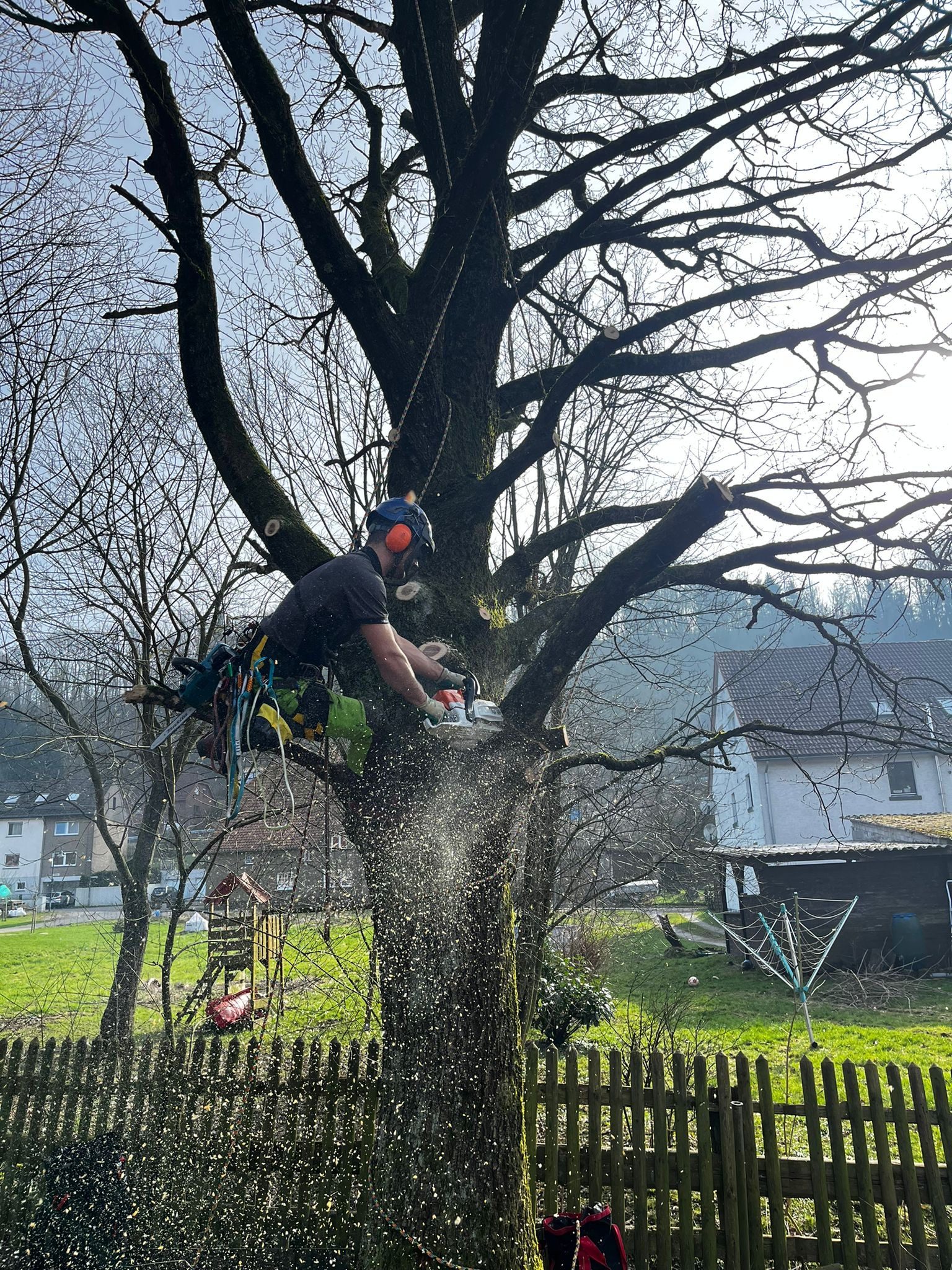 Baumstumpf nach Fällung