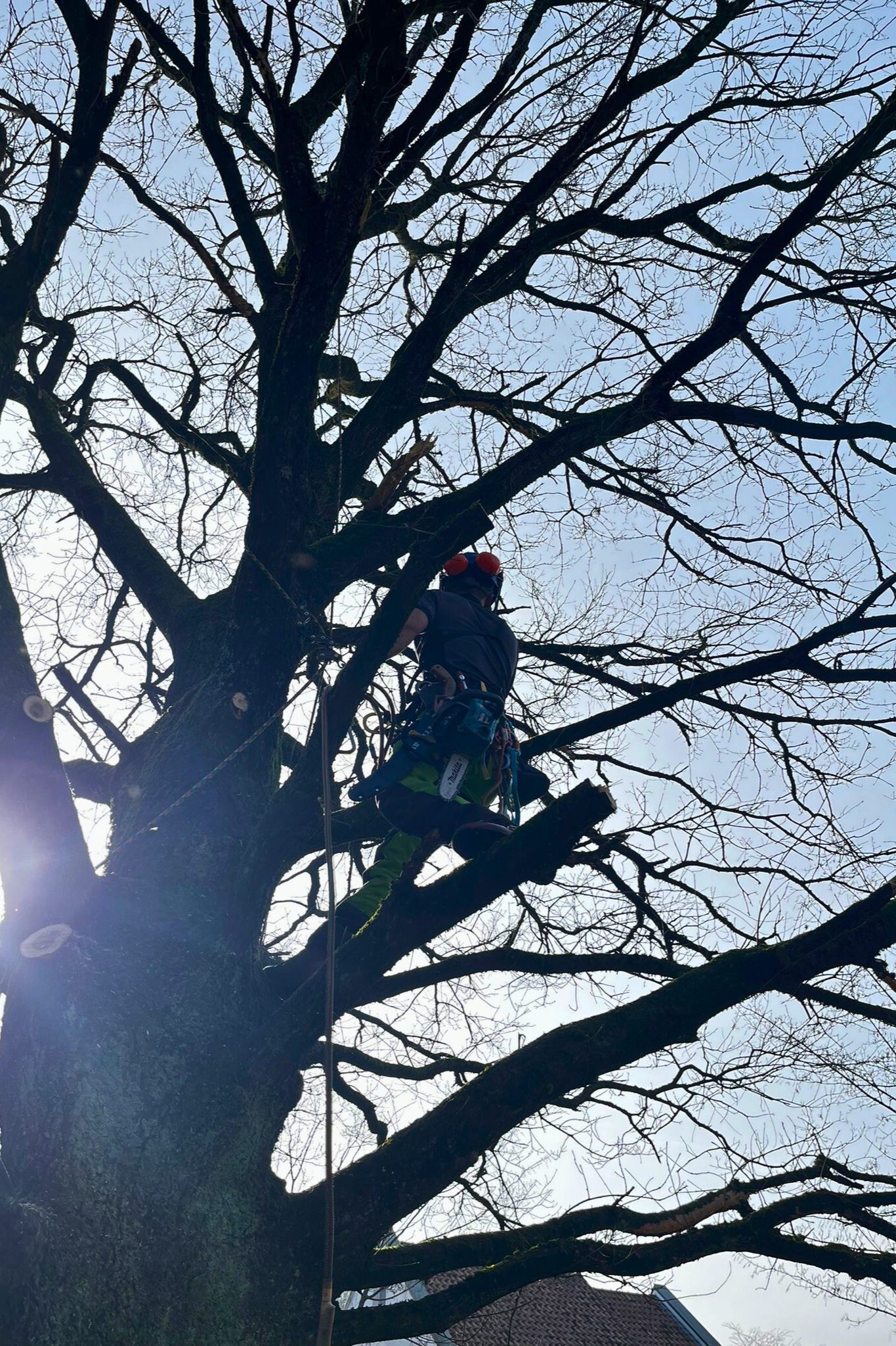 Baumpfleger bei der Arbeit in der Baumkrone