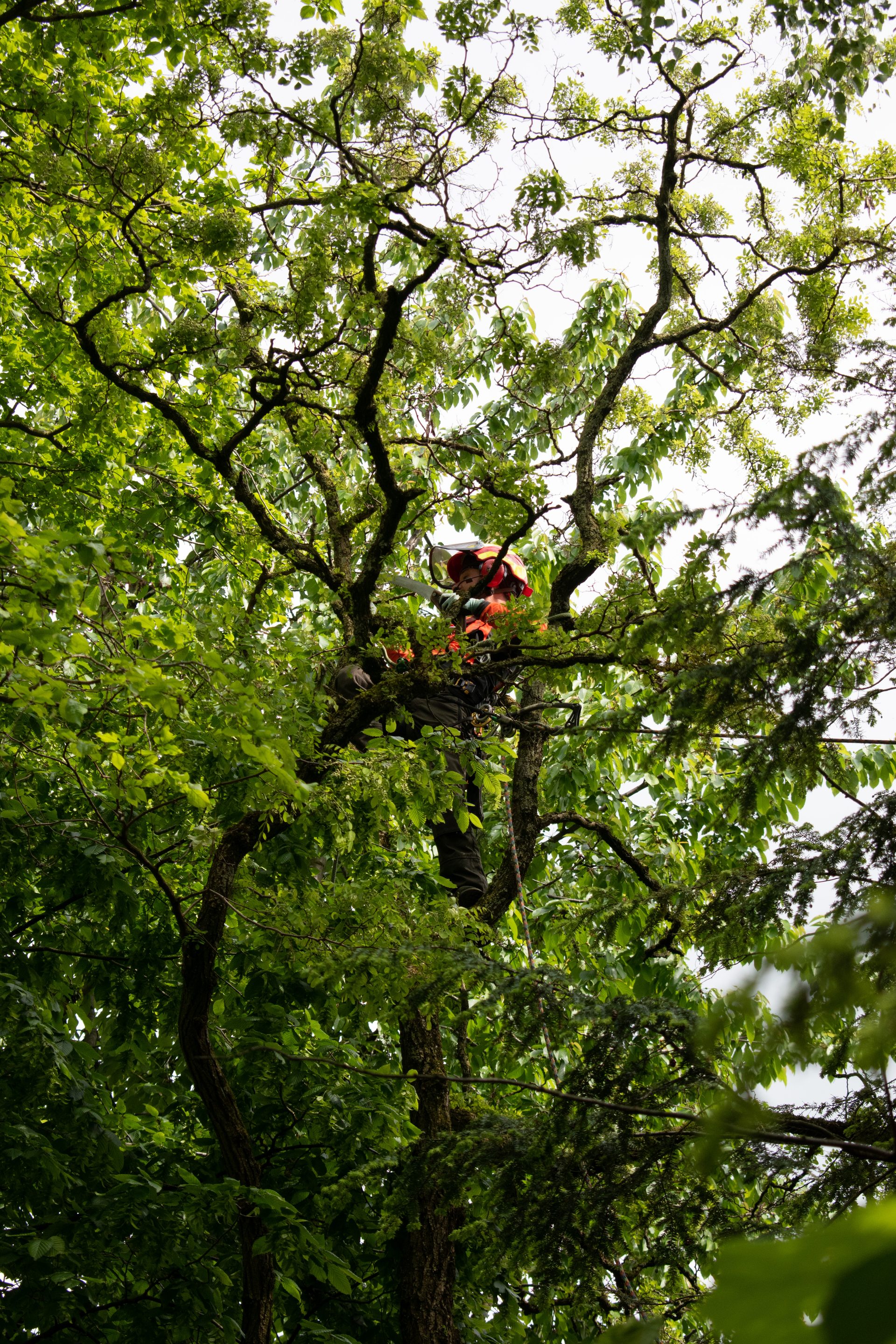 Kronensicherung in einem alten Baum