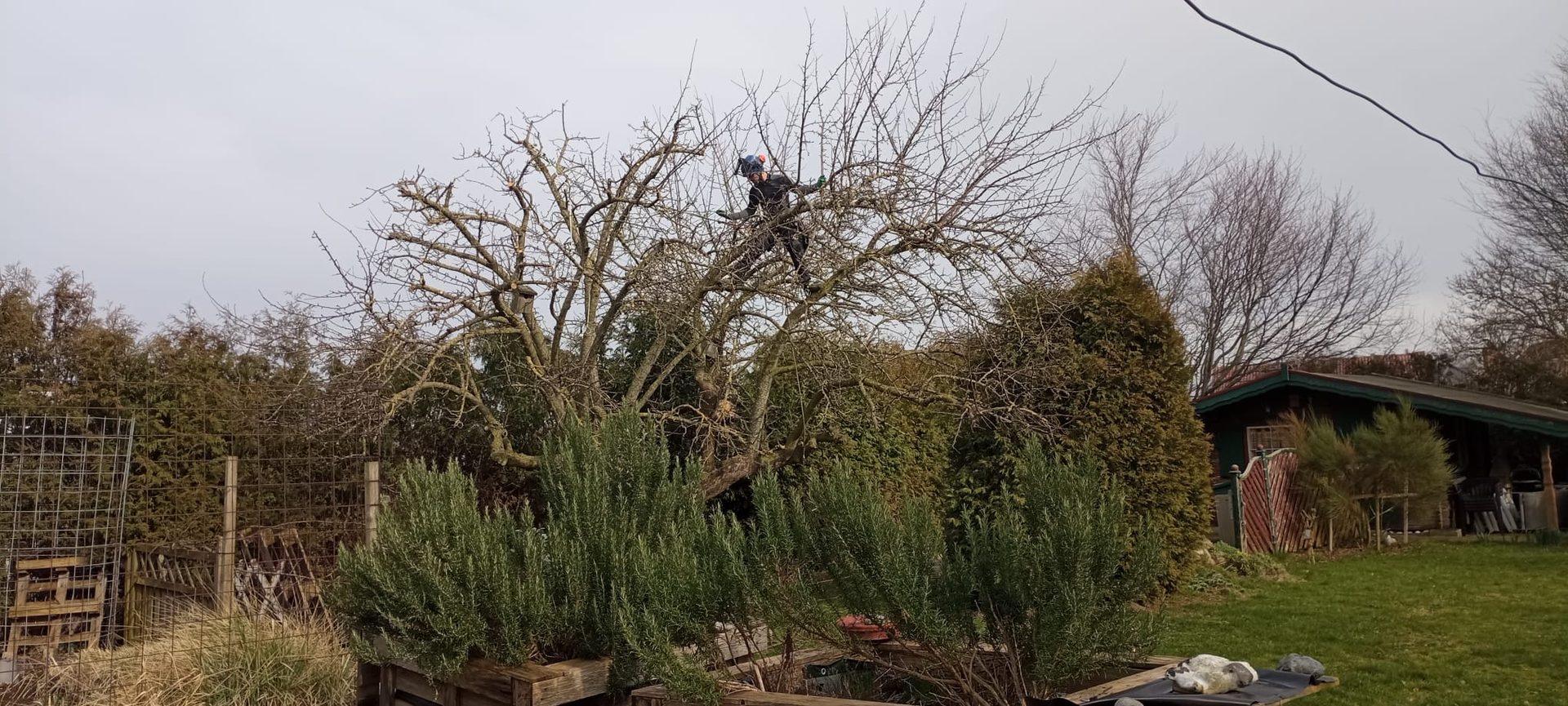 Obstbaumschnitt im Garten