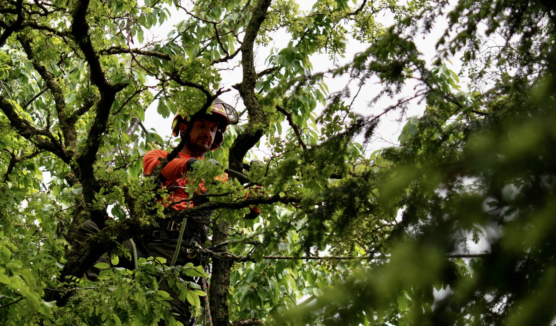 Baumpfleger entfernt Totholz aus der Krone